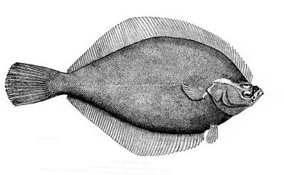 yellowtail flounder